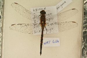  ( - NAT 624)  @13 [ ] Copyright (2011) NMK National Museums of Kenya