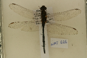  ( - NAT 626)  @12 [ ] Copyright (2011) NMK National Museums of Kenya