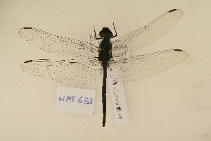  ( - NAT 633)  @12 [ ] Copyright (2011) NMK National Museums of Kenya