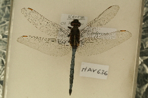  (Orthetrum caffrum - NAV 636)  @14 [ ] Copyright (2011) NMK National Museums of Kenya