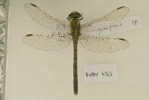  (Gomphus sp - NAV 653)  @13 [ ] Copyright (2011) NMK National Museums of Kenya