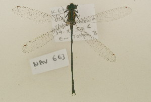  (Pseudagrion bicoerulans - NAV 663)  @13 [ ] Copyright (2011) NMK National Museums of Kenya