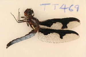  (Palpopleurinae - TT 469)  @14 [ ] Copyright (2011) NMK National Museums of Kenya