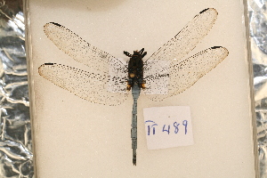  (Orthetrum julia - TT 489)  @14 [ ] Copyright (2011) NMK National Museums of Kenya