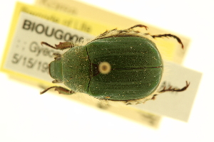  (Anomala sieversi - BIOUG00939-A05)  @11 [ ] CreativeCommons - Attribution (2010) CBG Photography Group Centre for Biodiversity Genomics