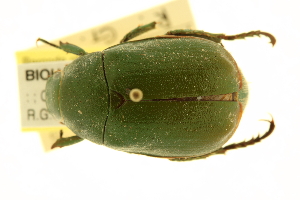 (Anomala albopilosa - BIOUG00939-A12)  @11 [ ] CreativeCommons - Attribution (2010) CBG Photography Group Centre for Biodiversity Genomics