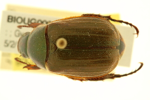  (Anomala corpulenta - BIOUG00939-B09)  @13 [ ] CreativeCommons - Attribution (2010) CBG Photography Group Centre for Biodiversity Genomics