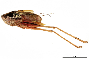  ( - BIOUG44550-B09)  @11 [ ] CreativeCommons - Attribution (2018) CBG Photography Group Centre for Biodiversity Genomics