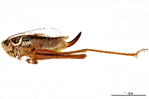  ( - BIOUG44550-B11)  @11 [ ] CreativeCommons - Attribution (2018) CBG Photography Group Centre for Biodiversity Genomics