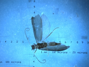  (Microchorema - KACAD1108-14)  @12 [ ] CreativeCommons - Attribution (2010) CBG Photography Group Centre for Biodiversity Genomics