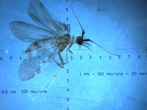  (Pliocaloca queenslandensis - KACAD1108-17)  @13 [ ] CreativeCommons - Attribution (2010) CBG Photography Group Centre for Biodiversity Genomics