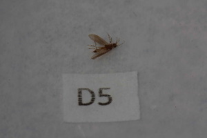  (Psychomyia eriphyle - 12HMCAD-46)  @11 [ ] Unspecified (default): All Rights Reserved  None Unspecified