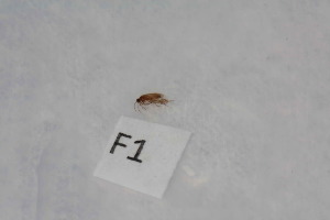  (Psychomyia habuhiah - 12HMCAD-166)  @11 [ ] Unspecified (default): All Rights Reserved  None Unspecified