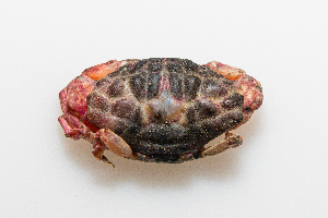  ( - HSR.DNA.021)  @11 [ ] Copyright ©  Konstantinos Kalaentzis Unspecified