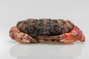  (Liomera rugipes - HSR.DNA.021)  @11 [ ] Copyright ©  Konstantinos Kalaentzis Unspecified