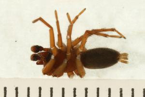  ( - CHU-SPI-495)  @12 [ ] CreativeCommons - Attribution (2008) CBG Photography Group Centre for Biodiversity Genomics