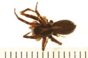  ( - CHU-SPI-528)  @13 [ ] CreativeCommons - Attribution (2008) CBG Photography Group Centre for Biodiversity Genomics