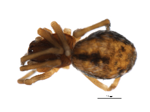  ( - CHU-SPI-283)  @12 [ ] CC-0 (2007) Emily Robinson Unspecified