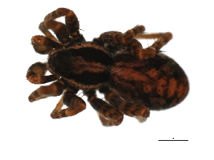  ( - HLC-26810)  @13 [ ] CreativeCommons - Attribution (2009) CBG Photography Group Centre for Biodiversity Genomics