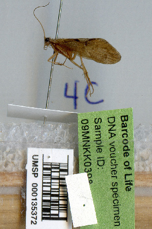  (Rhyacophila relicta - 09MNKK0398)  @13 [ ] Copyright (2010) Karl Kjer Rutgers University