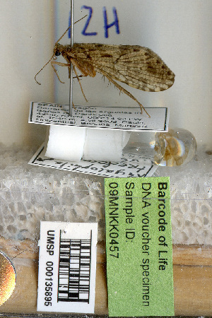  (Rhyacophila mocsaryi tredosensis - 09MNKK0457)  @11 [ ] Copyright (2010) Karl Kjer Rutgers University