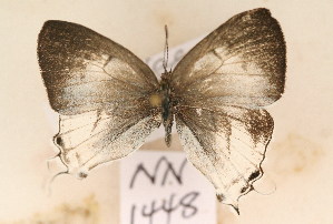  (Cupidopsis iobates - NN 1447)  @13 [ ] Copyright (2011) NMK National Museums of Kenya