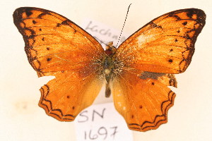  (Lachnoptera ayresii - SN 1697)  @13 [ ] Copyright (2011) NMK National Museums of Kenya