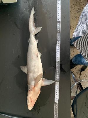  (Carcharhinus macloti - Cm-CCM-001)  @11 [ ] CreativeCommons - Attribution (2023) Thomas Mkare Kenya Marine and Fisheries Research Institute