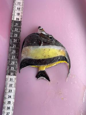  ( - Zc-ZAO-001)  @11 [ ] CreativeCommons - Attribution (2023) Thomas Mkare Kenya Marine and Fisheries Research Institute