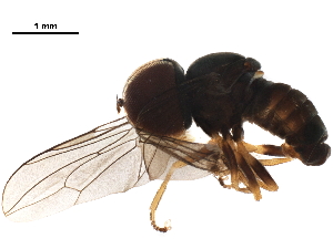  ( - BIOUG43844-A03)  @11 [ ] CreativeCommons - Attribution (2019) CBG Photography Group Centre for Biodiversity Genomics