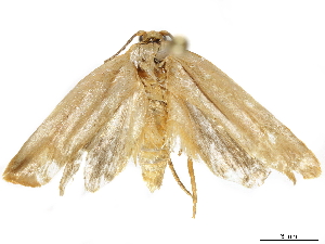  (Ceratophaga vastella - BIOUG45230-H01)  @11 [ ] CreativeCommons - Attribution (2019) CBG Photography Group Centre for Biodiversity Genomics