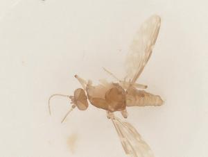  ( - BIOUG48544-A08)  @11 [ ] CreativeCommons - Attribution Share - Alike (2024) Centre for Biodiversity Genomics Centre for Biodiversity Genomics