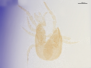  (Proprioseiopsis sp.JCS03 - BIOUG42989-C12)  @11 [ ] CreativeCommons - Attribution (2021) CBG Photography Group Centre for Biodiversity Genomics