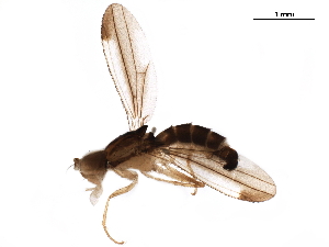  ( - BIOUG43114-H01)  @11 [ ] CreativeCommons - Attribution (2019) CBG Photography Group Centre for Biodiversity Genomics