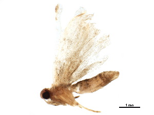  ( - BIOUG42896-G11)  @11 [ ] CreativeCommons - Attribution (2018) CBG Photography Group Centre for Biodiversity Genomics