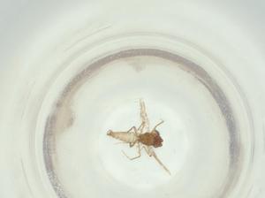  ( - BIOUG47861-C08)  @11 [ ] CreativeCommons - Attribution Share - Alike (2024) Centre for Biodiversity Genomics Centre for Biodiversity Genomics