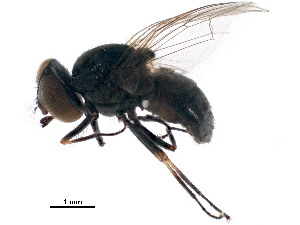  (Haematobosca uniseriata - BIOUG42898-A12)  @11 [ ] CreativeCommons - Attribution (2018) CBG Photography Group Centre for Biodiversity Genomics