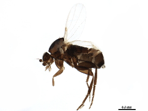  ( - BIOUG45595-A06)  @11 [ ] CreativeCommons - Attribution (2020) CBG Photography Group Centre for Biodiversity Genomics