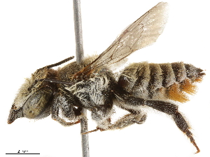  (Megachile cyanescens - BIOUG43498-F12)  @14 [ ] CreativeCommons - Attribution (2019) CBG Photography Group Centre for Biodiversity Genomics