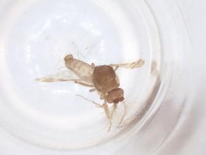  ( - BIOUG47723-F03)  @11 [ ] CreativeCommons - Attribution Share - Alike (2024) Centre for Biodiversity Genomics Centre for Biodiversity Genomics