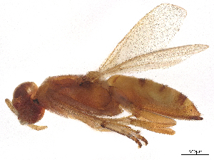  (Neanastatus - BIOUG47725-B03)  @11 [ ] CreativeCommons - Attribution Share - Alike (2025) CBG Photography Group Centre for Biodiversity Genomics