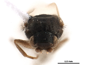  ( - BIOUG46245-C11)  @11 [ ] CreativeCommons - Attribution (2019) CBG Photography Group Centre for Biodiversity Genomics