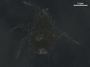  ( - BIOUG46681-H03)  @11 [ ] CreativeCommons - Attribution (2021) CBG Photography Group Centre for Biodiversity Genomics