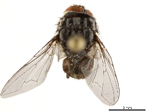  ( - BIOUG43593-E02)  @11 [ ] CreativeCommons - Attribution (2019) CBG Photography Group Centre for Biodiversity Genomics