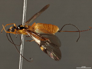  ( - BIOUG44900-B10)  @11 [ ] CreativeCommons - Attribution (2020) CBG Photography Group Centre for Biodiversity Genomics