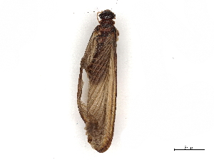  (Odontotermes transvaalensis - BIOUG46367-B06)  @11 [ ] CreativeCommons - Attribution (2021) CBG Photography Group Centre for Biodiversity Genomics