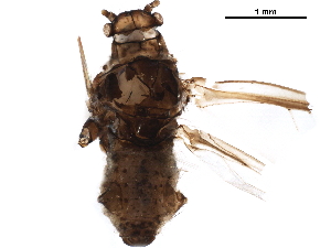  ( - BIOUG43212-B10)  @11 [ ] CreativeCommons - Attribution (2019) CBG Photography Group Centre for Biodiversity Genomics