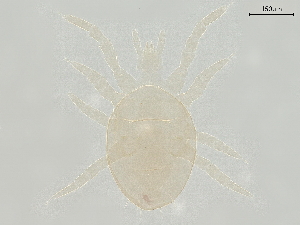  (Cosmolaelaps sp. JCS03 - BIOUG46105-B04)  @11 [ ] CreativeCommons - Attribution (2021) CBG Photography Group Centre for Biodiversity Genomics