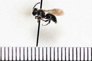  (Andrena tridens - 15052018FO-002Y-KV)  @13 [ ] (by) (2018) Unspecified Trent University