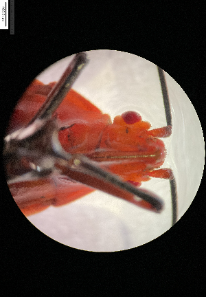  ( - Dysdercus_koenigii_10)  @11 [ ] nrr (2025) Kunmun Naik IISER Mohali